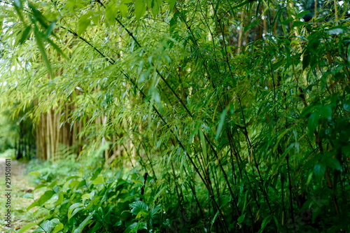さまざまな竹 © tita93
