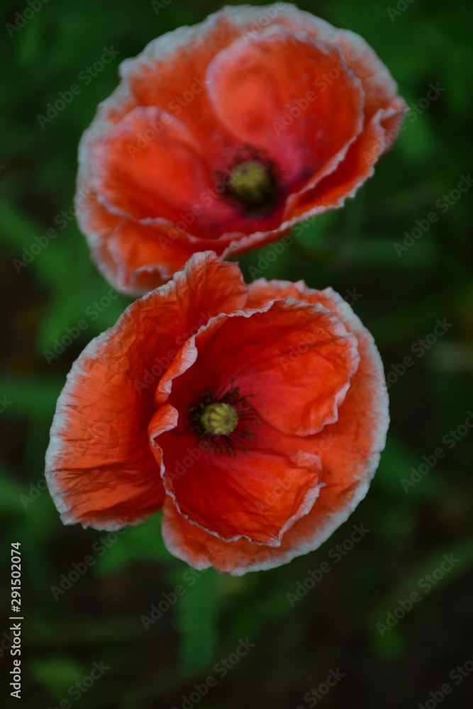 red poppy flowers red poppy flowers