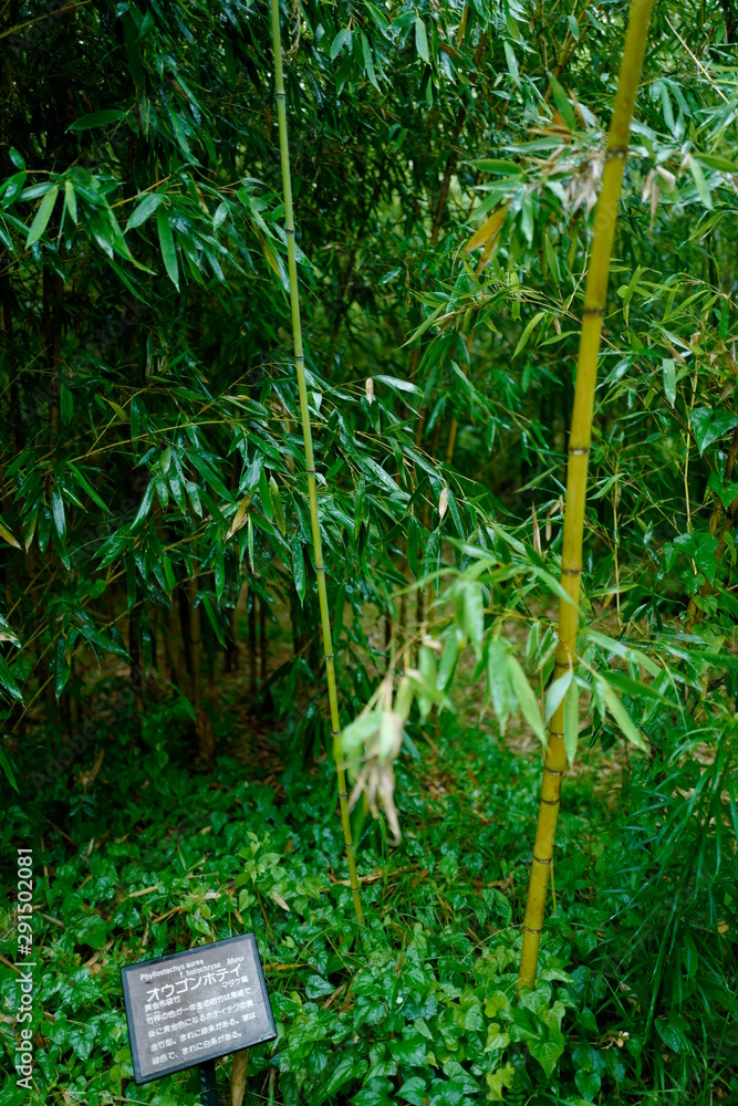 Obraz premium さまざまな竹