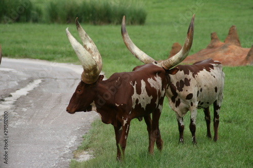 ANKOLE WATUSI COW IN ORLANDO
