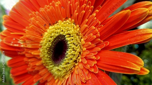 A beautiful Sunflower macro wallpaper