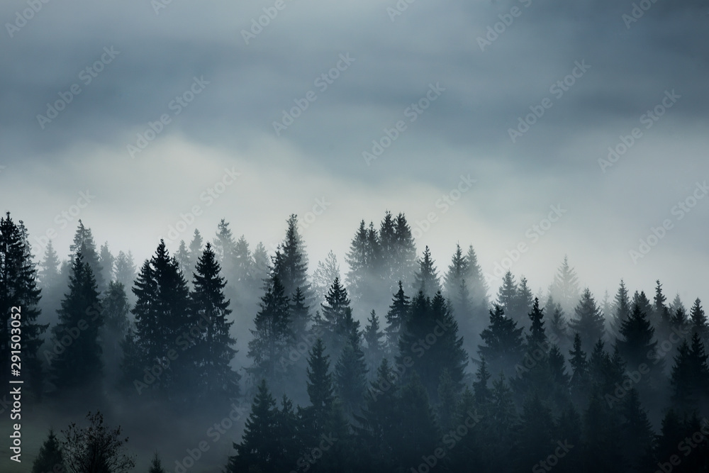 coniferous trees in the fog in the highlands. Vintage style photo.