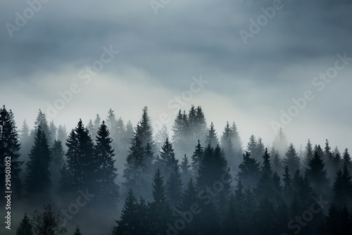 coniferous trees in the fog in the highlands. Vintage style photo. © Ann Stryzhekin