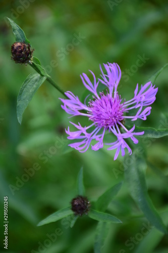 purple flower