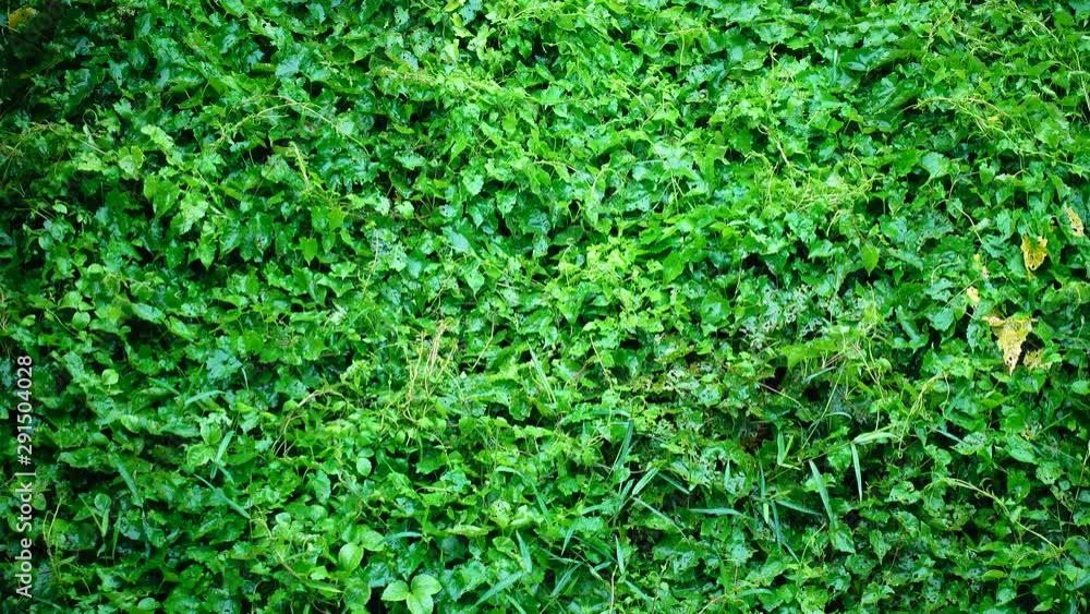 green leave and rain drop. green leave and rain drop.