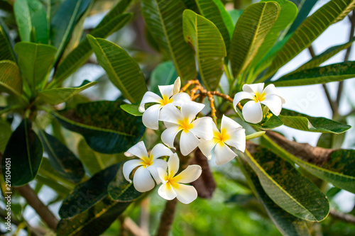 Plumeria flowers are fragrant and beautiful blossoming flowers in the morning 