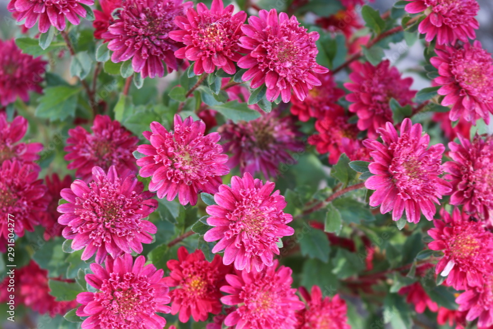 Bush aster blooms on flower beds in gardens in the fall Bush aster blooms on flower beds in gardens in the fall