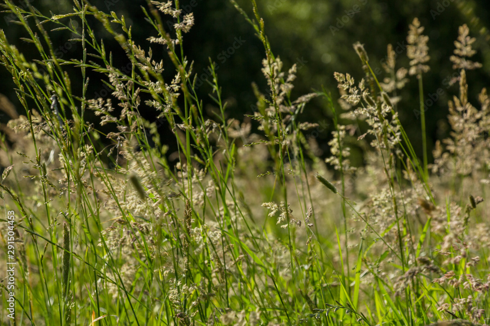 summer grasses in sunlight, background summer grasses in sunlight, background