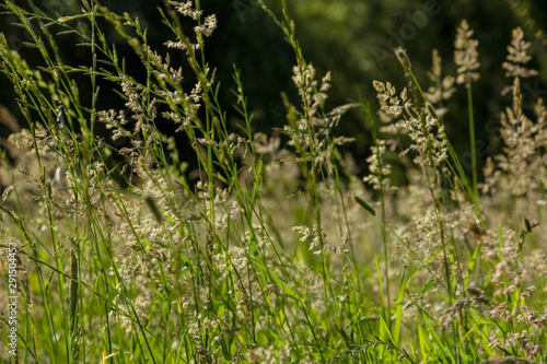 summer grasses in sunlight, background