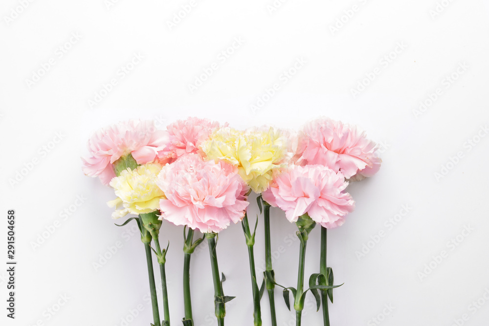 Beautiful carnation flowers on white background