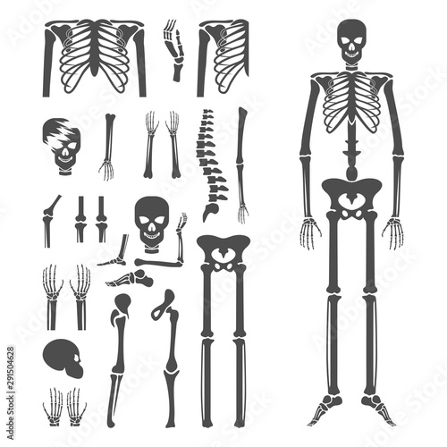 Set of Human bone orthopedic Logo Concept Vector. Bone x-ray image of human joints. Anatomy skeleton flat design Template illustration. Icon Symbol