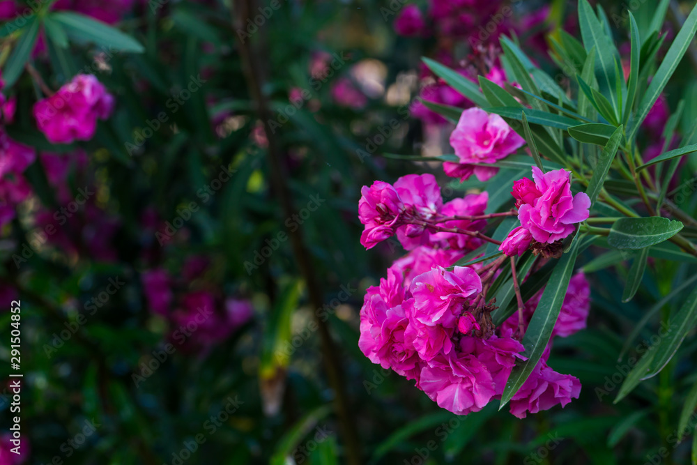 Close up view pink oleander or Nerium flowers blossoming on tree. Beautiful colorful floral background Close up view pink oleander or Nerium flowers blossoming on tree. Beautiful colorful floral background
