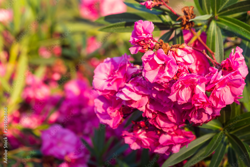 Close up view pink oleander or Nerium flowers blossoming on tree. Beautiful colorful floral background Close up view pink oleander or Nerium flowers blossoming on tree. Beautiful colorful floral background