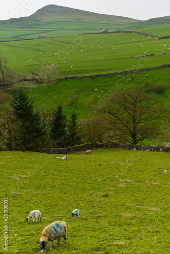 Sheep grazing whilst across the vale another larger flock of sheep are grazing