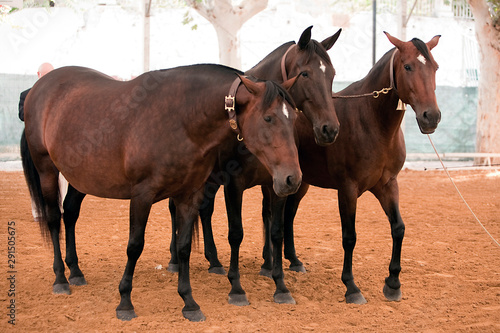 Fototapeta Naklejka Na Ścianę i Meble -  Equestrian test functionality with 3 pure Spanish horses, also called cobras 3 Mares, Spain
