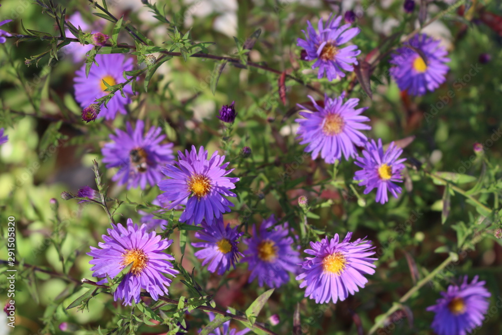Bush aster blooms on flower beds in gardens in the fall Bush aster blooms on flower beds in gardens in the fall