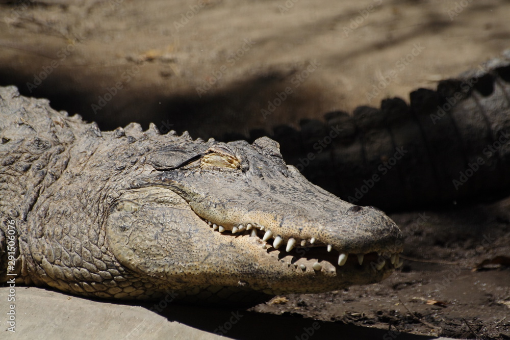 Fototapeta premium crocodile