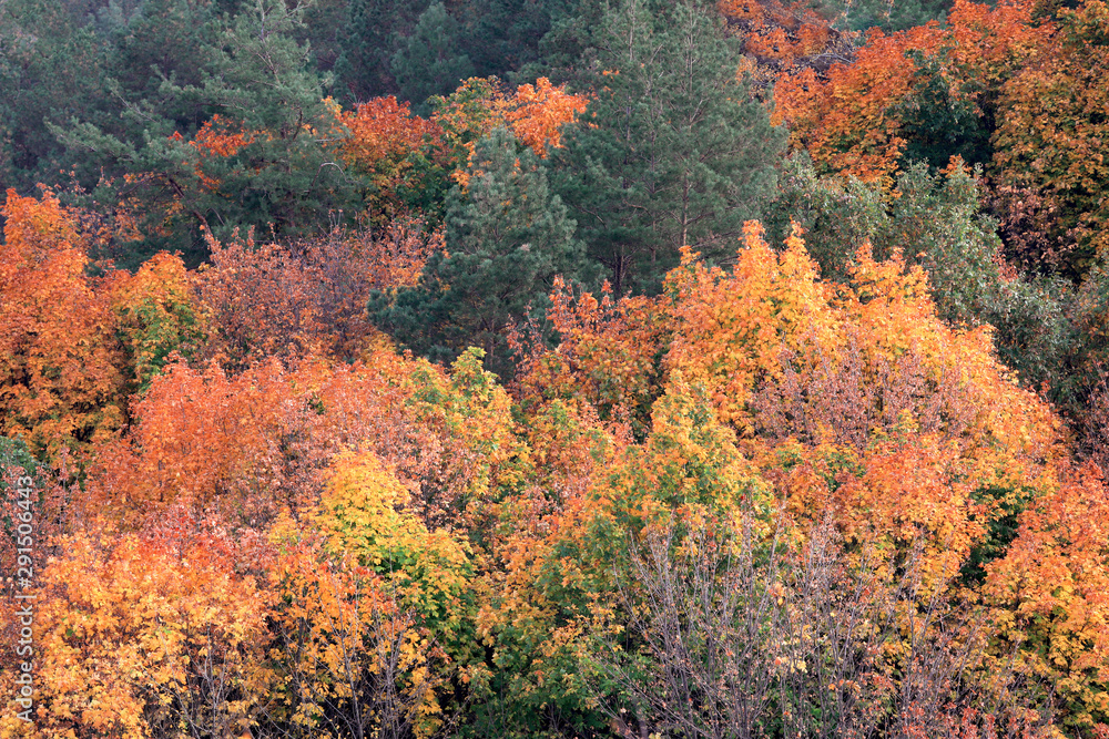 Autumn forest with multi-colored treetops