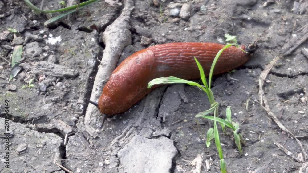 Slug crawling on the ground close-up Slug crawling on the ground close-up