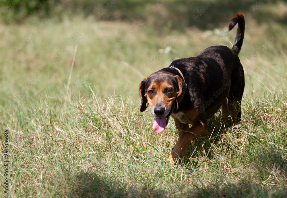 Hound dog walking in tall grass, has funny or sill expression