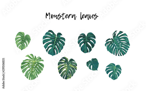 Set of isolated tropical plants, monstera or Philodendron palm leaves, vector illustration.