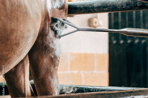 Livestock brand on horseback with cold liquid nitrogen technique