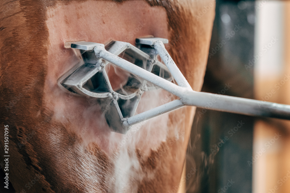 Livestock brand on horseback with cold liquid nitrogen technique Stock