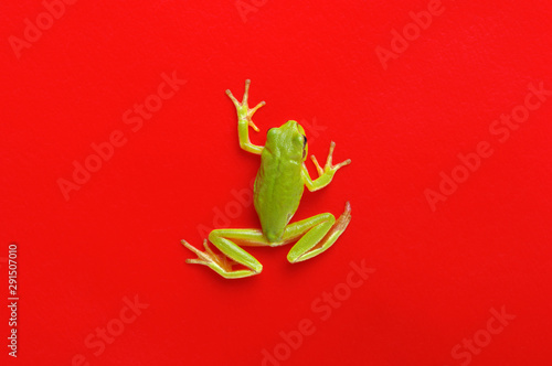 Obraz na plátně Green tree frog