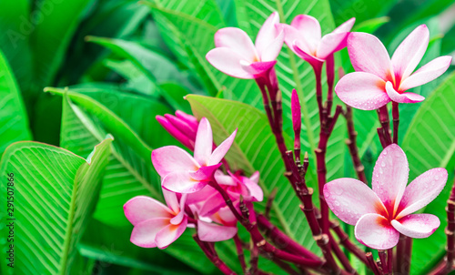 Plumeria Pink flowers