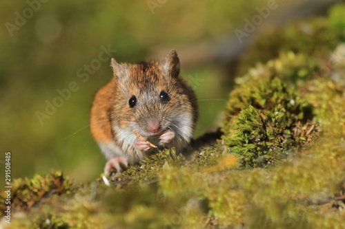 Single Striped field mouse on a ground during a spring period. Apodemus agrarius. Wildlife scene from nature