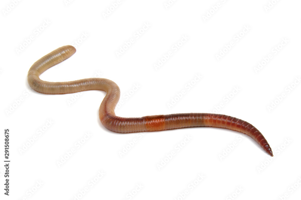 Obraz premium Earth worm isolated on white