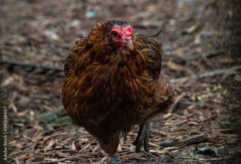 chicken on the farm, happy hen