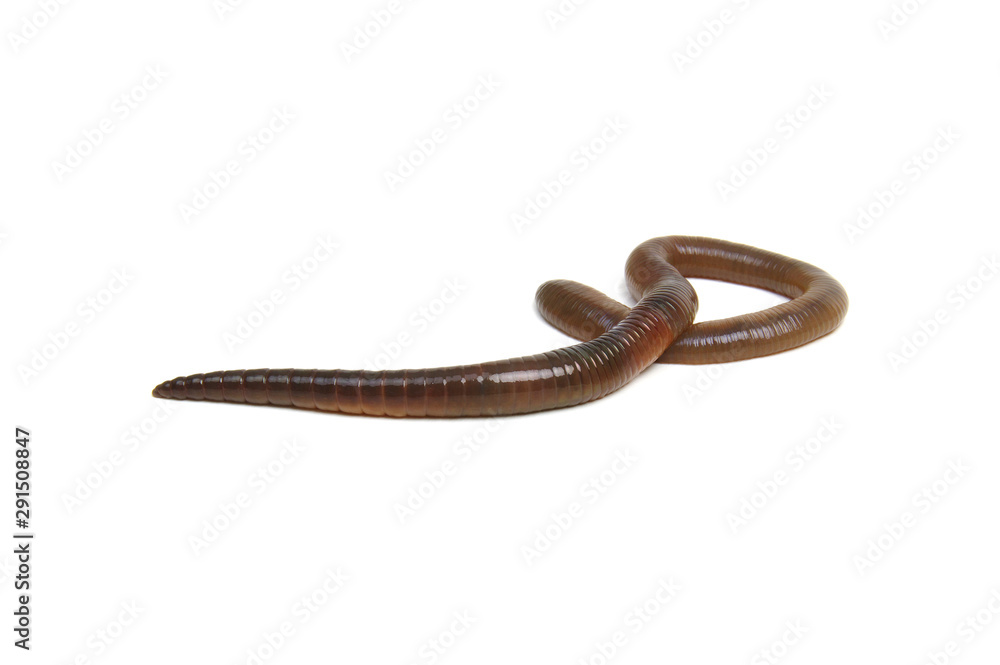 animal earth worm isolated on white animal earth worm isolated on white