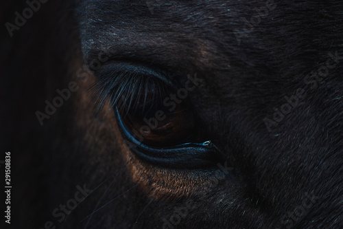 eye of a horse © ontronix