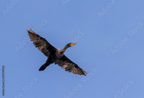cormorant in flight 