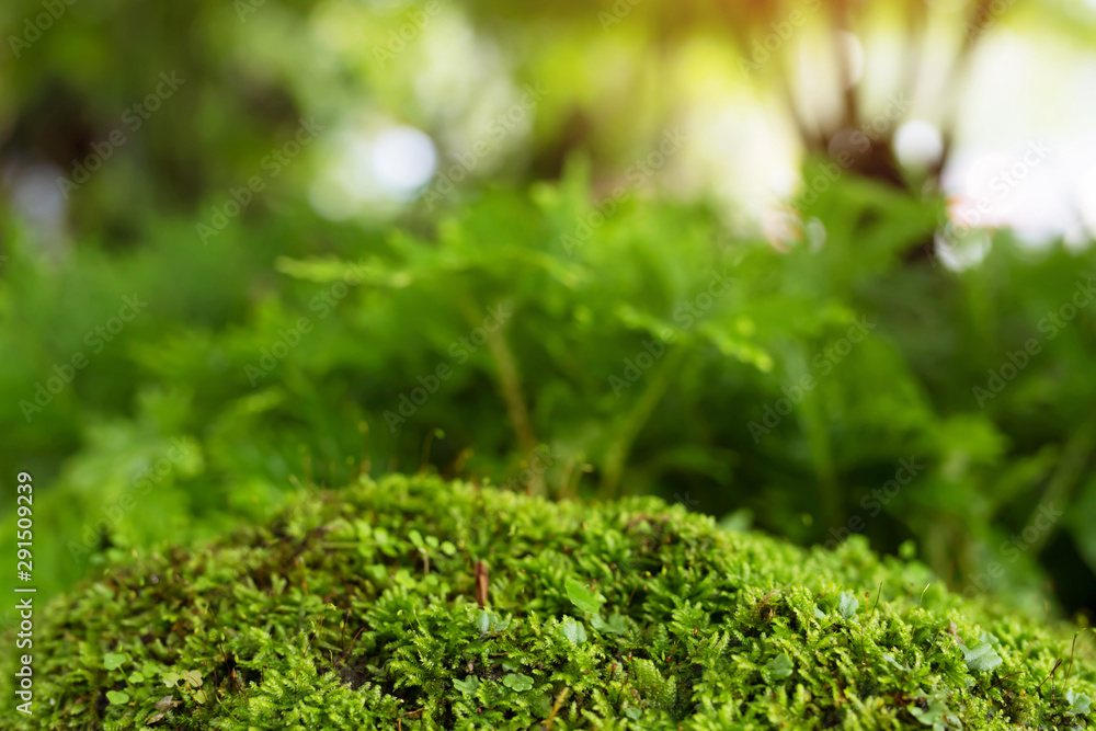 Beautiful Bright Green moss grown up cover the rough stones and on the floor in the forest. Show with macro view. Rocks full of the moss texture in nature for wallpaper. soft focus. Beautiful Bright Green moss grown up cover the rough stones and on the floor in the forest. Show with macro view. Rocks full of the moss texture in nature for wallpaper. soft focus.