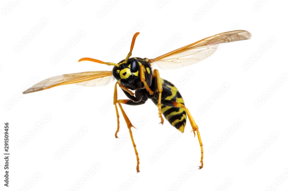 wasp isolated on white wasp isolated on white