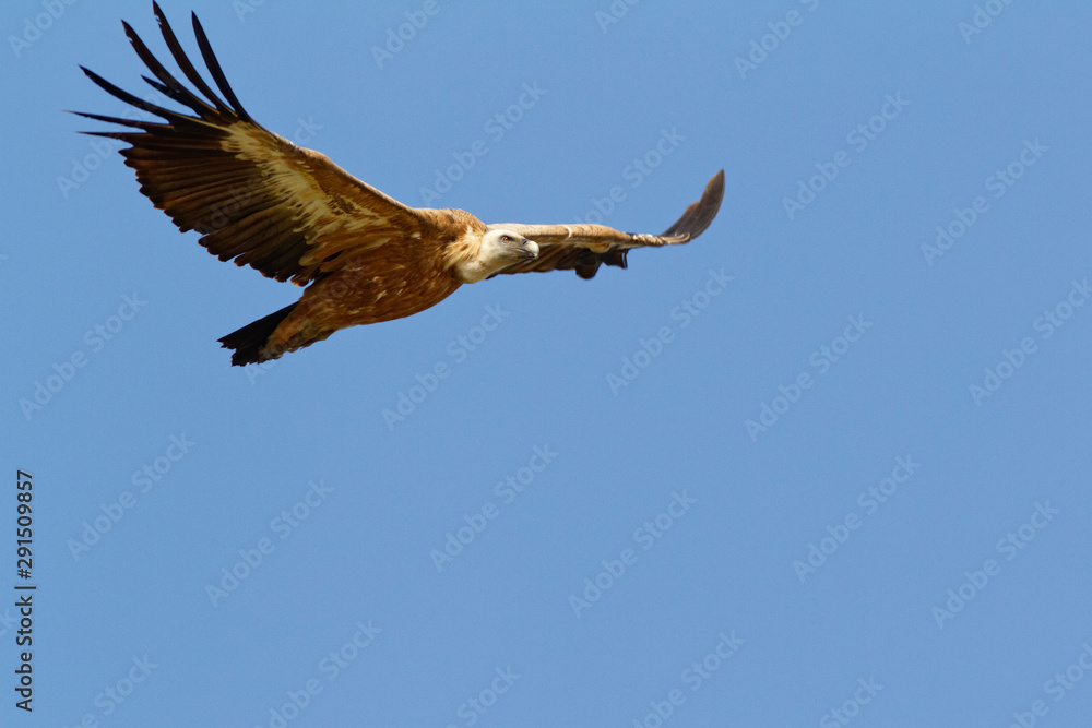 Obraz premium The griffon vulture on Cres island