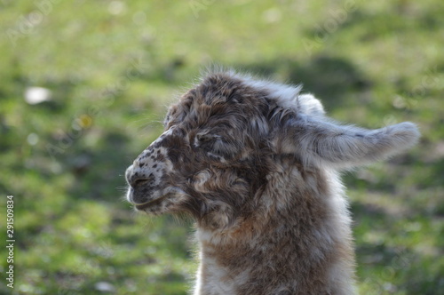 A baby llama at the farm © Kari