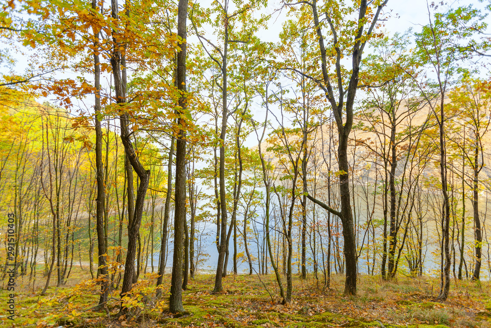 Autumn forest near the river Autumn forest near the river