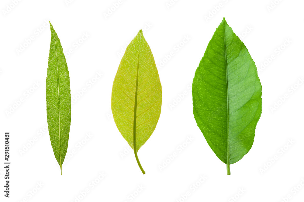 Different leaves on white Different leaves on white