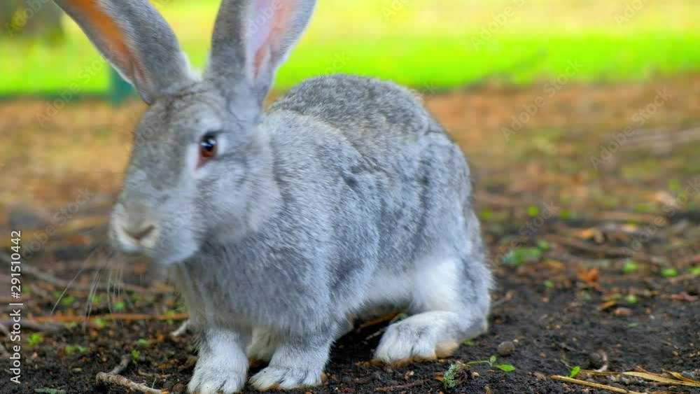 gray rabbit is eating food from the earth. the Easter Bunny eats gray rabbit is eating food from the earth. the Easter Bunny eats