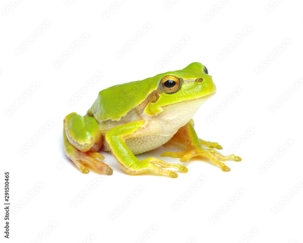 Green tree frog isolated on white Green tree frog isolated on white