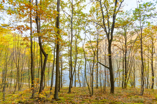 Autumn forest near the river