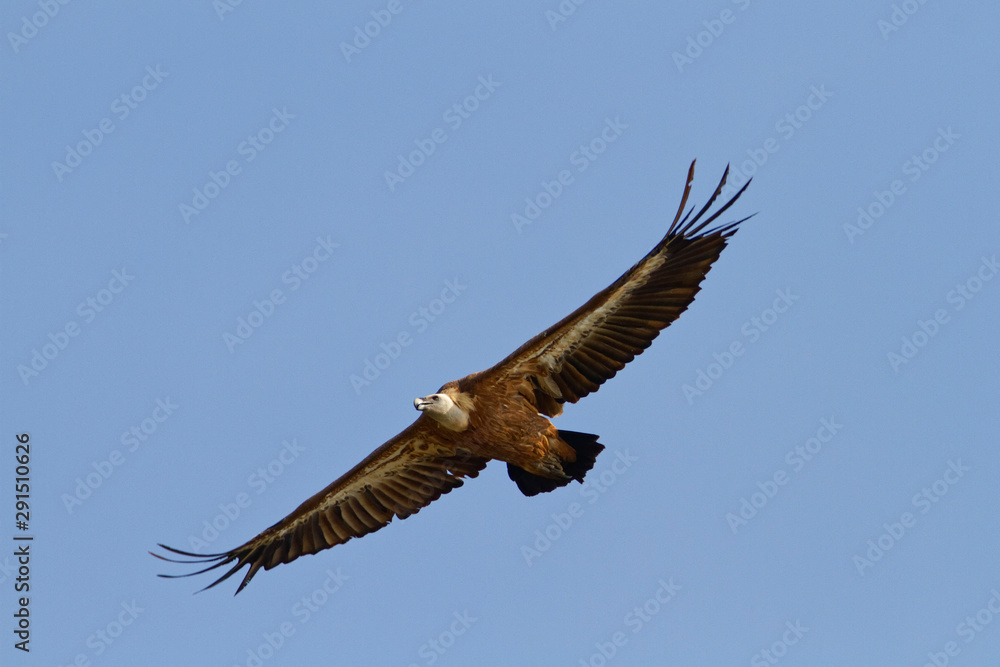 The griffon vulture on Cres island The griffon vulture on Cres island
