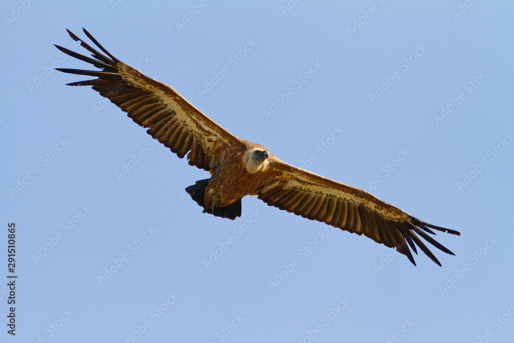 Fototapeta premium The griffon vulture on Cres island