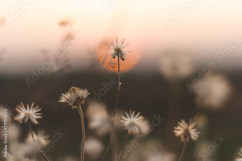 white grass flower on sunset background in summer 