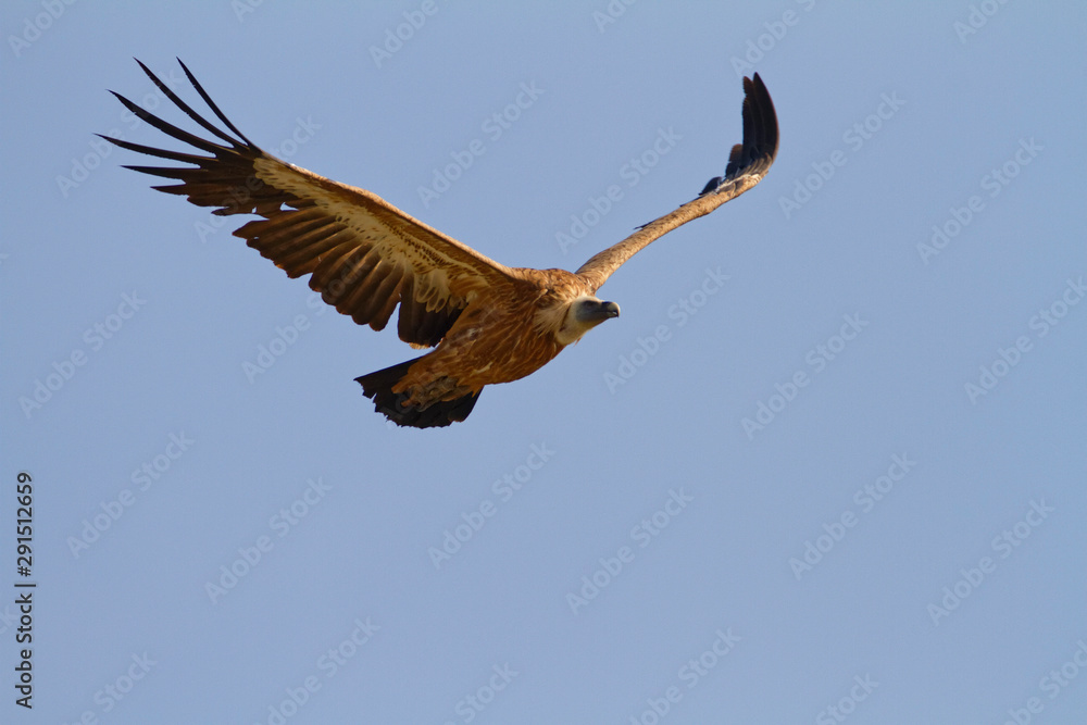 Obraz premium The griffon vulture on Cres island