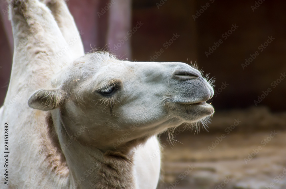 portrait of a white camel in zoo