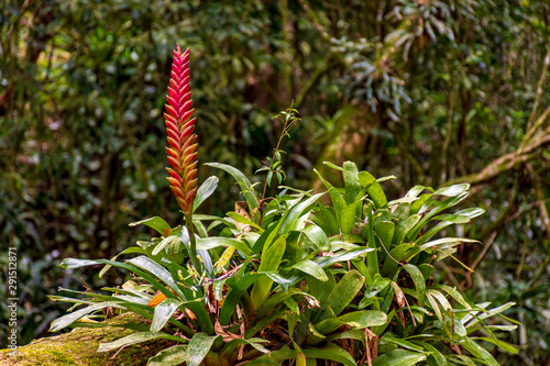 Bromeliad tree trunk with red flower from Brazilian rainforest its natural habitat on Ilhabela Island in Sao Paulo  Brazil